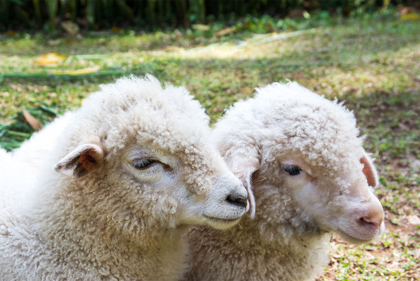 25 Years after Dolly the Sheep Led the Way — Where Is Cloning Now?