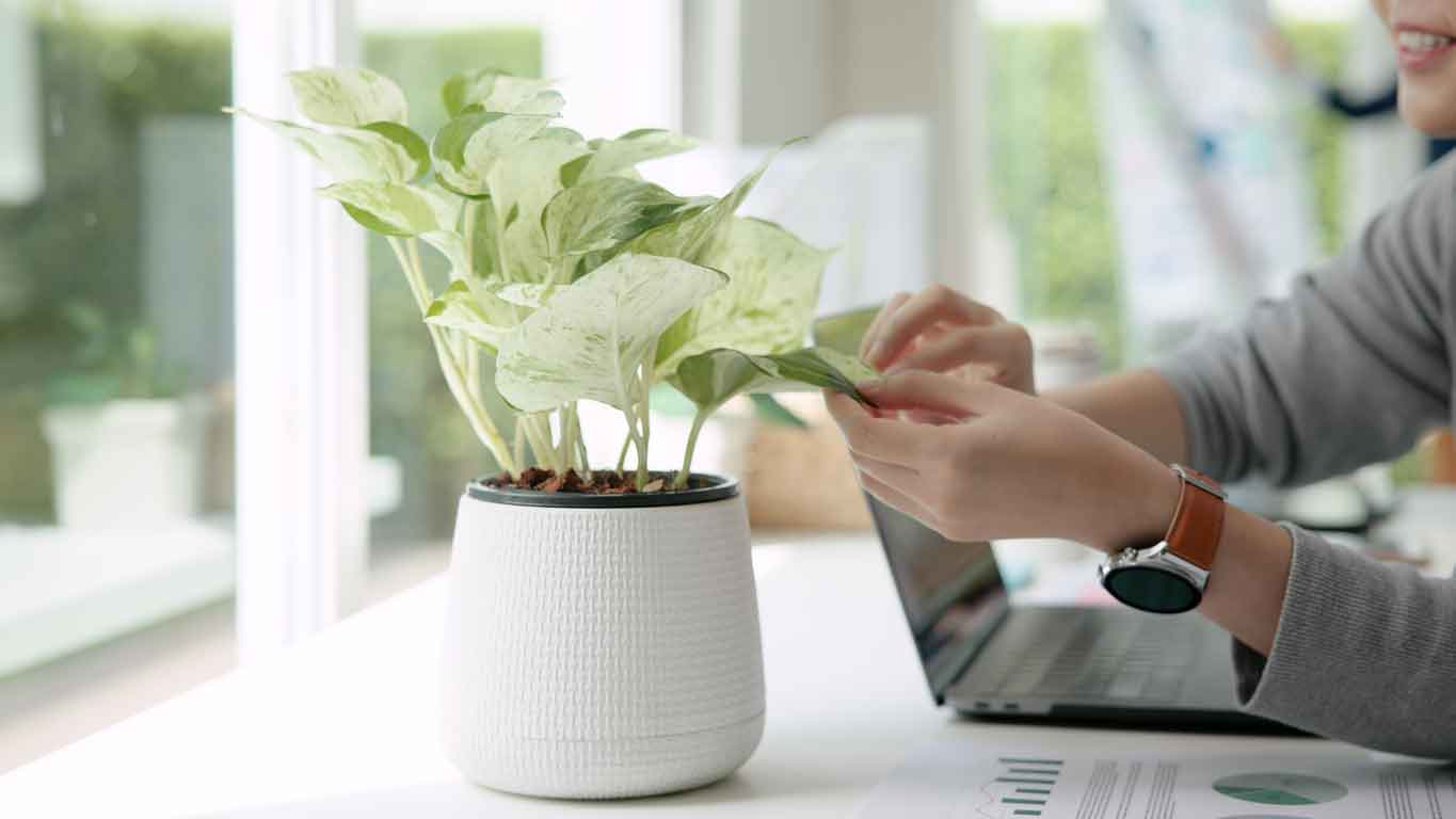 The Psychology of Green: How Plants Boost Productivity